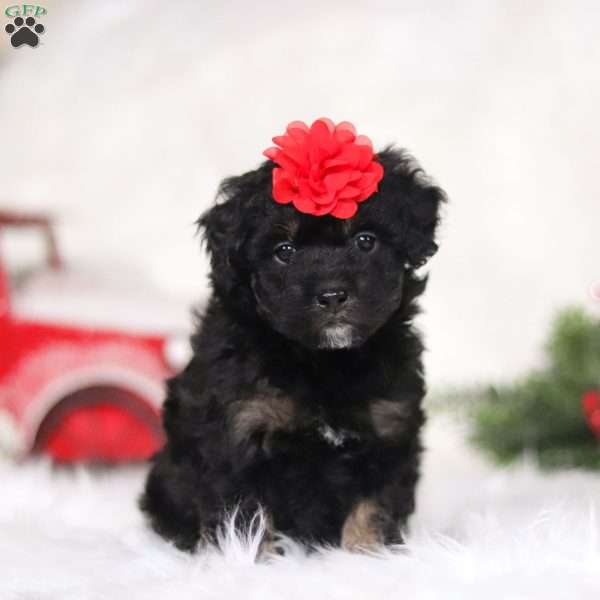 Candy Cane, Mini Aussiedoodle Puppy